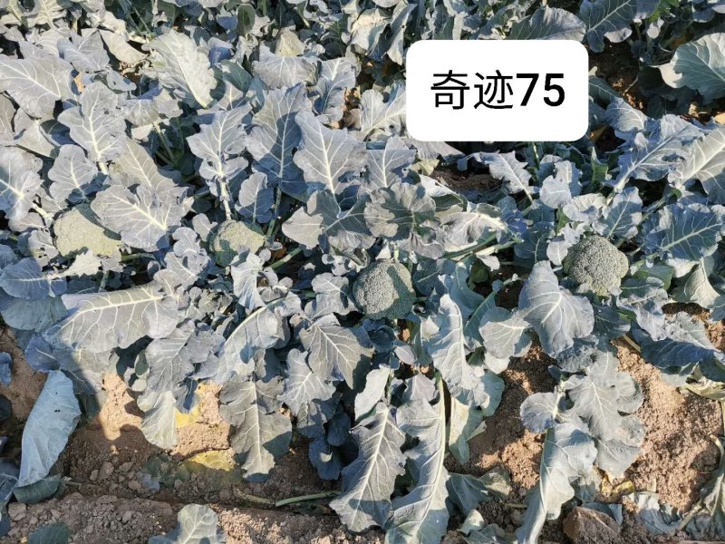 圣青75西兰花种子耐寒耐热抗逆性强蕾粒细色绿不发紫