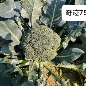 圣青75西兰花种子耐寒耐热抗逆性强蕾粒细色绿不发紫