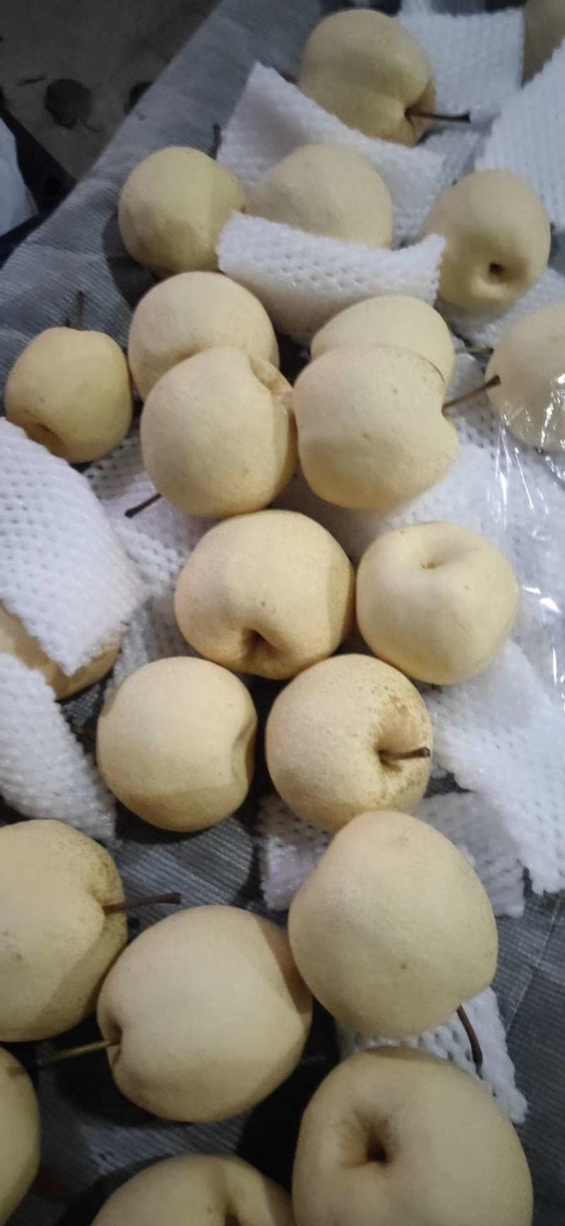 砀山酥梨，白酥梨，红香酥梨，雨露香梨，插管梨，七彩虹梨大