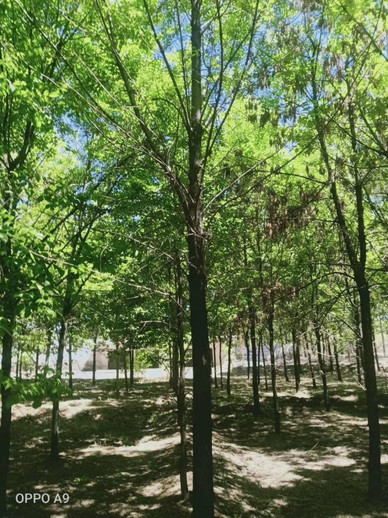 大量出售8--14公分二次发冠白蜡