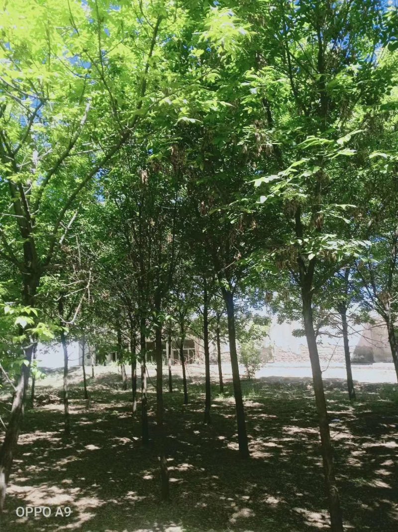 大量出售8--14公分二次发冠白蜡