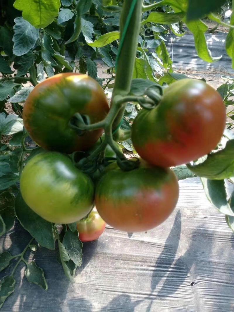 西红柿苗番茄苗抗病毒抗死颗耐裂果硬粉大红