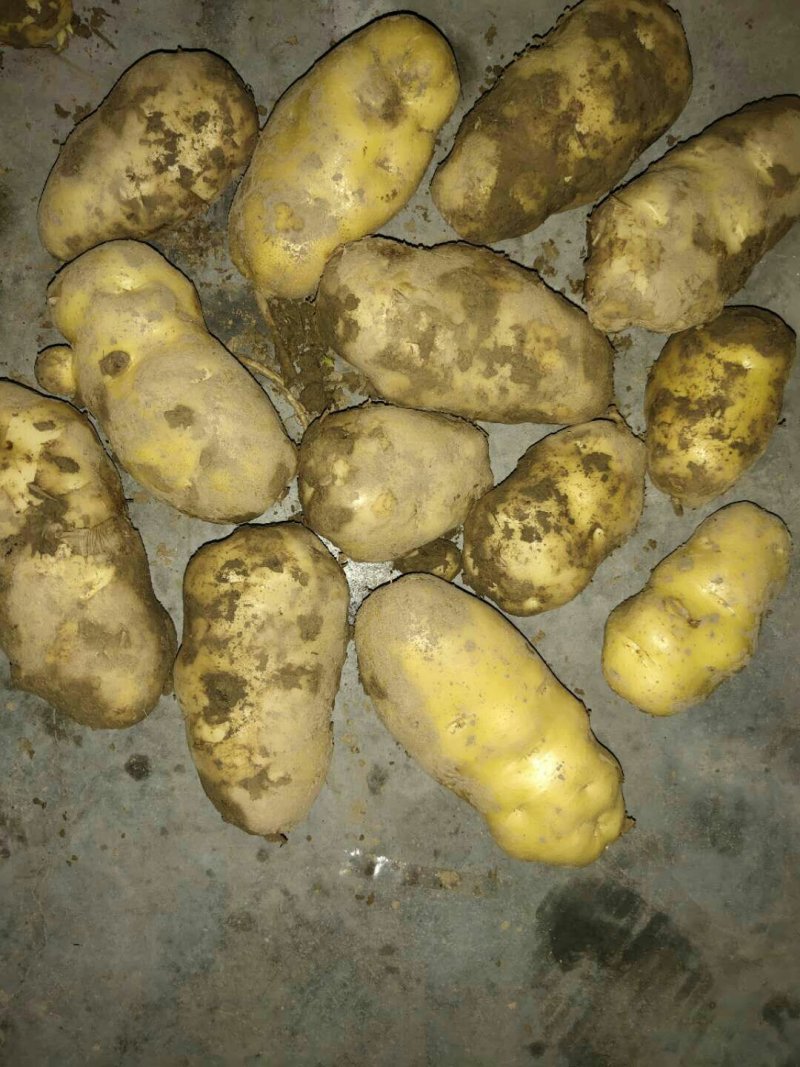 土豆