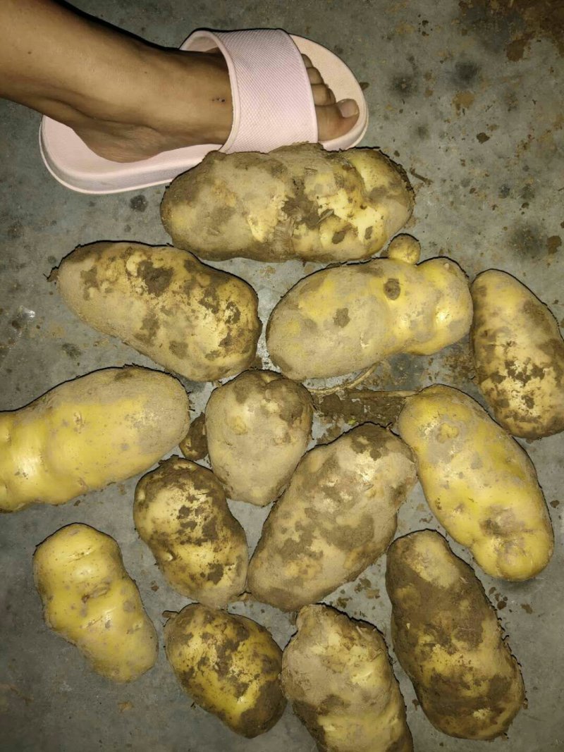 土豆