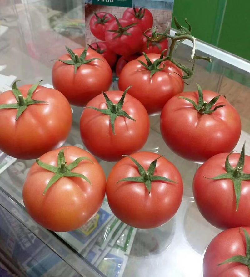 西红柿苗番茄苗抗病毒抗死颗耐裂果硬粉大红