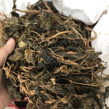 野生苦斋菜苦斋婆粤北野菜