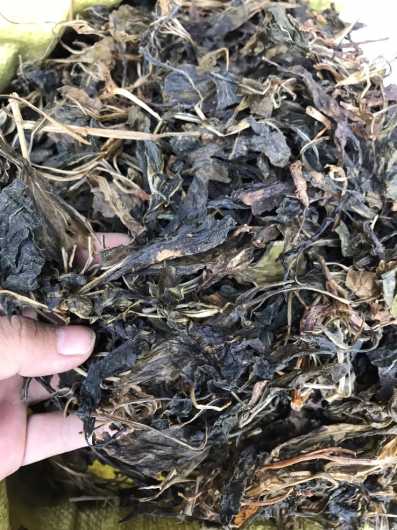 野生苦斋菜苦斋婆粤北野菜