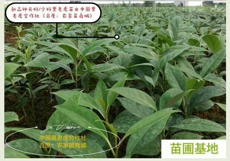 【送苗种植挂果回收】无籽黑老虎苗10株包邮可分期付款