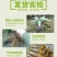 【送苗种植挂果回收】无籽黑老虎苗10株包邮可分期付款