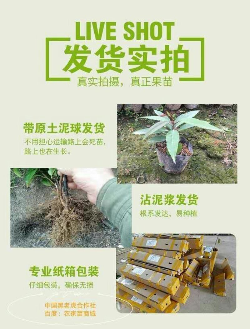 【送苗种植挂果回收】无籽黑老虎苗10株包邮可分期付款