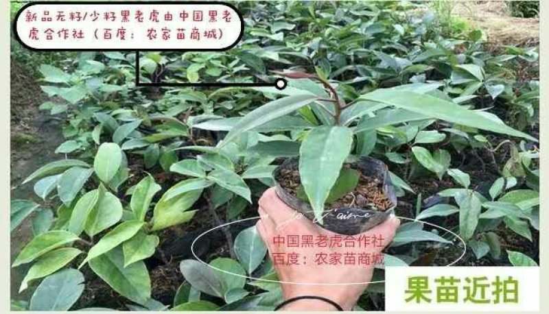 【送苗种植挂果回收】无籽黑老虎苗10株包邮可分期付款