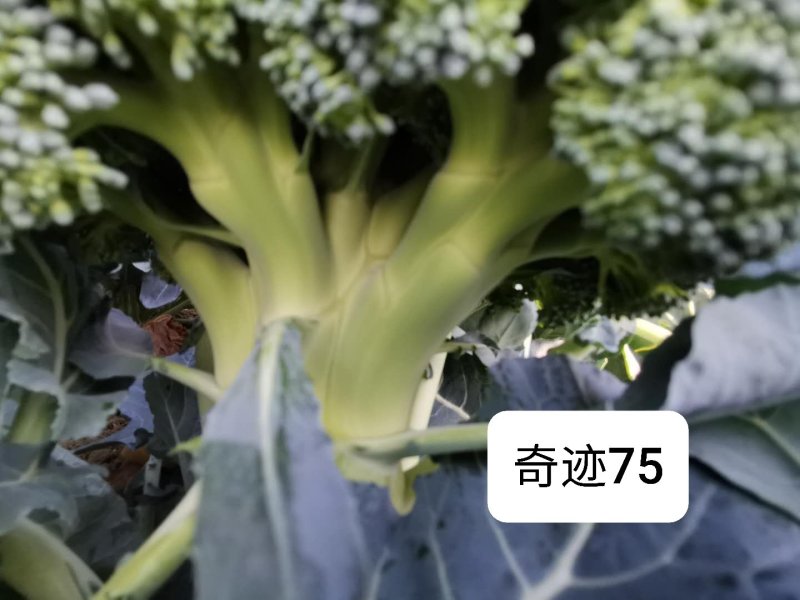 圣青60西兰花种子耐热耐寒抗性强蕾粒细匀球色绿品质佳