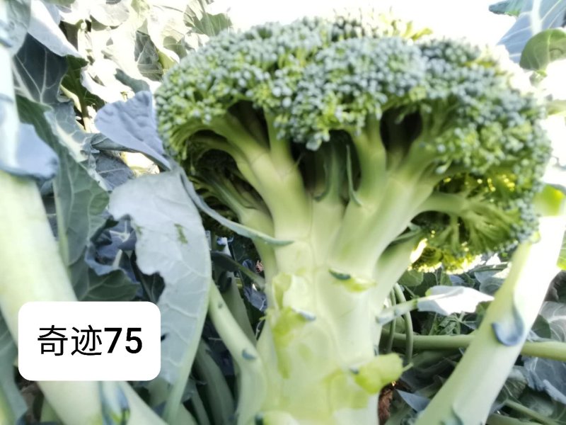 圣青60西兰花种子耐热耐寒抗性强蕾粒细匀球色绿品质佳