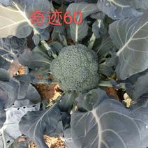 圣青60西兰花种子耐热耐寒抗性强蕾粒细匀球色绿品质佳