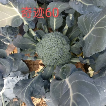 圣青60西兰花种子耐热耐寒抗性强蕾粒细匀球色绿品质佳
