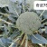 圣青60西兰花种子耐热耐寒抗性强蕾粒细匀球色绿品质佳