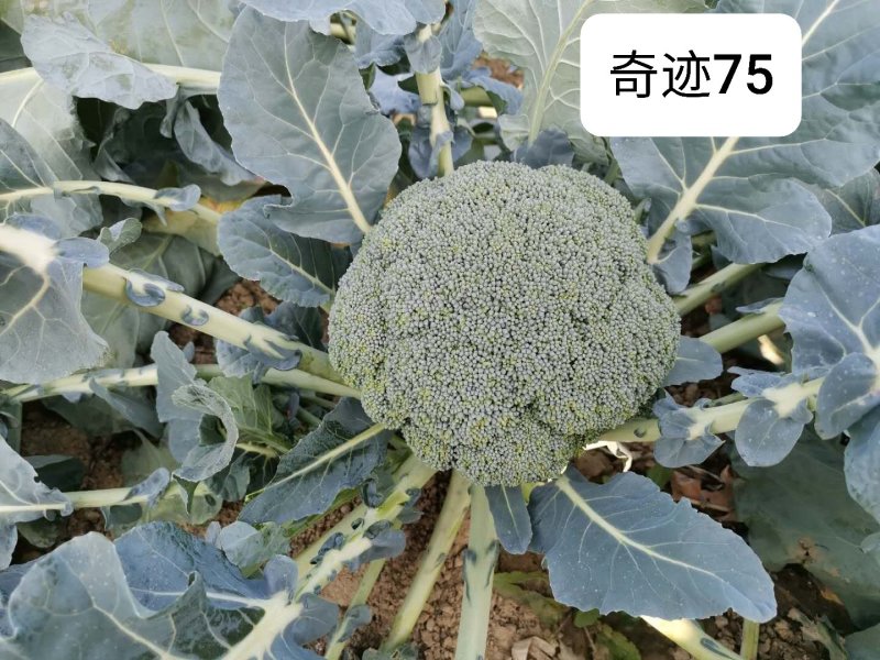 圣青60西兰花种子耐热耐寒抗性强蕾粒细匀球色绿品质佳