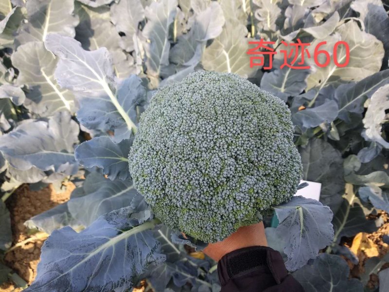 圣青60西兰花种子耐热耐寒抗性强蕾粒细匀球色绿品质佳