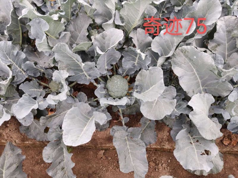 圣青60西兰花种子耐热耐寒抗性强蕾粒细匀球色绿品质佳