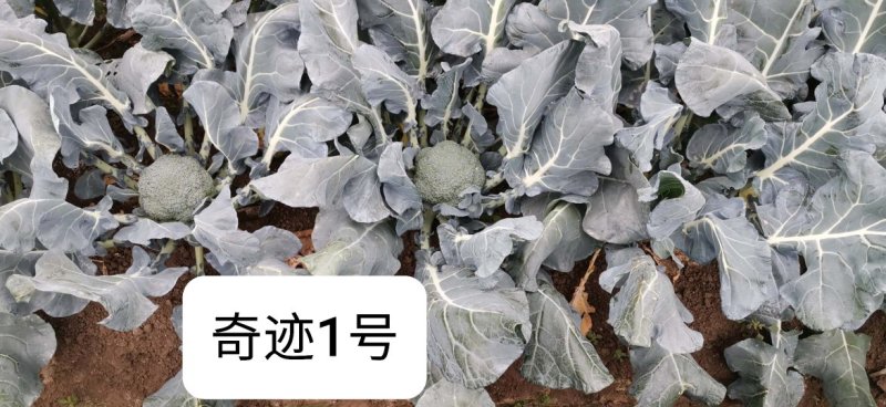 圣青60西兰花种子耐热耐寒抗性强蕾粒细匀球色绿品质佳
