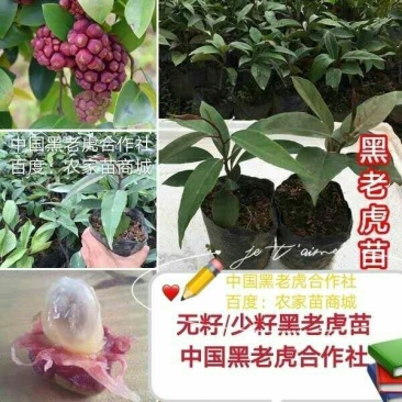 【送苗种植挂果回收】无籽黑老虎苗10株包邮可分期付款