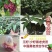 【送苗种植挂果回收】无籽黑老虎苗10株包邮可分期付款