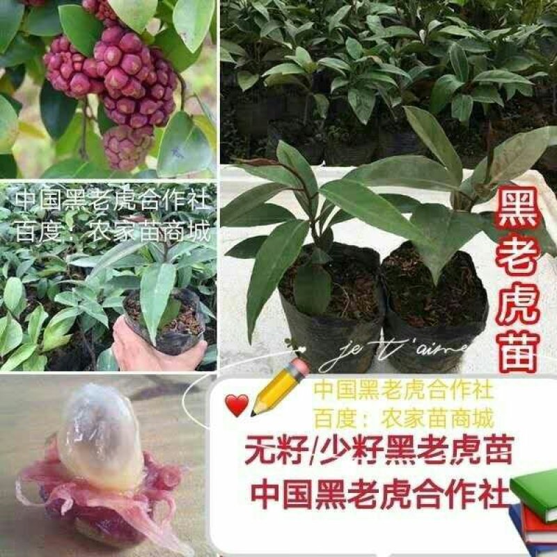 【送苗种植挂果回收】无籽黑老虎苗10株包邮可分期付款