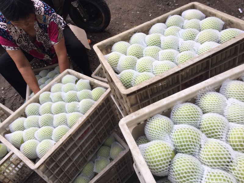 砀山县青黄冠梨上市，口感脆甜，皮薄汁多，耐运输，货源充足
