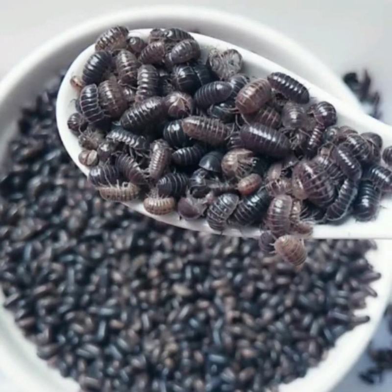精品鼠妇虫过筛货规格齐全扁虫圆虫通货鼠妇虫