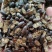 精品鼠妇虫过筛货规格齐全扁虫圆虫通货鼠妇虫