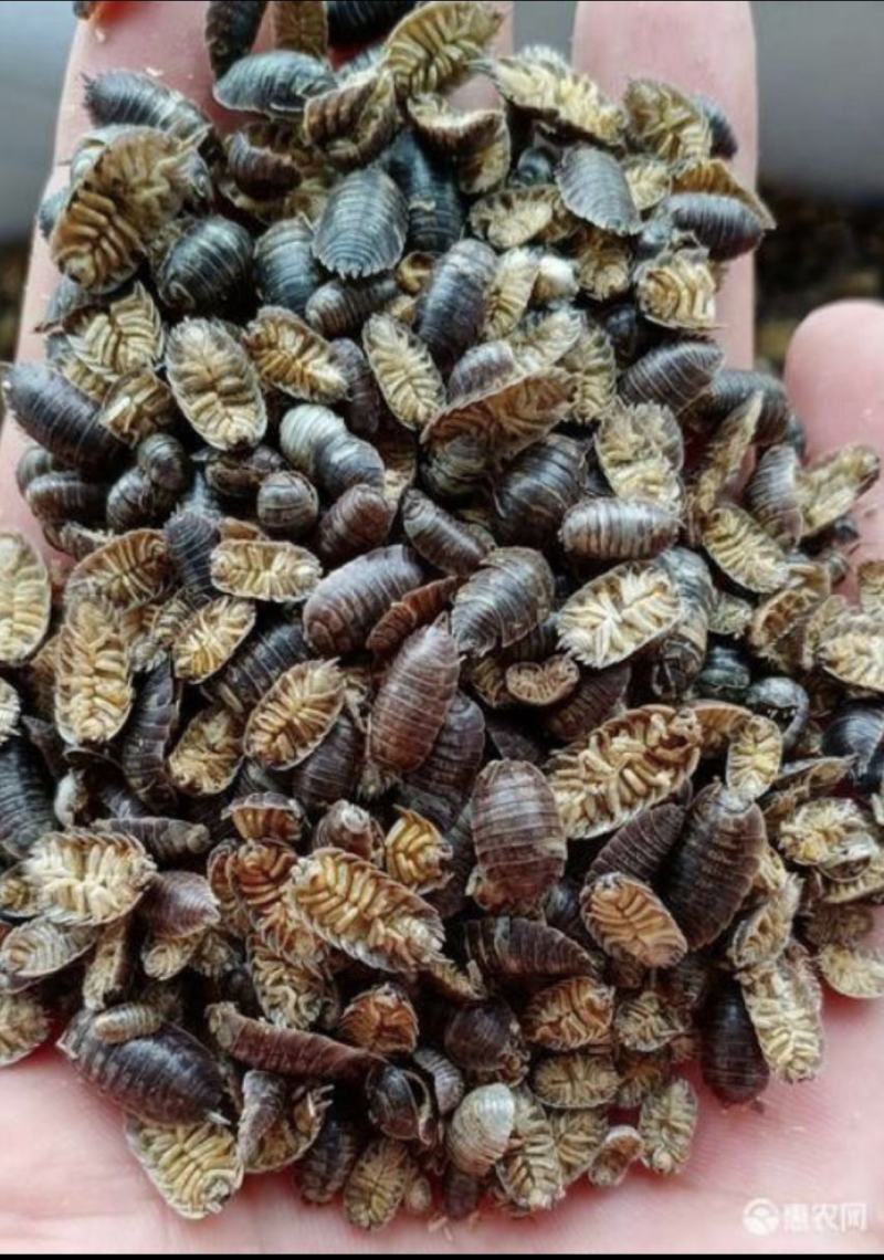 精品鼠妇虫过筛货规格齐全扁虫圆虫通货鼠妇虫