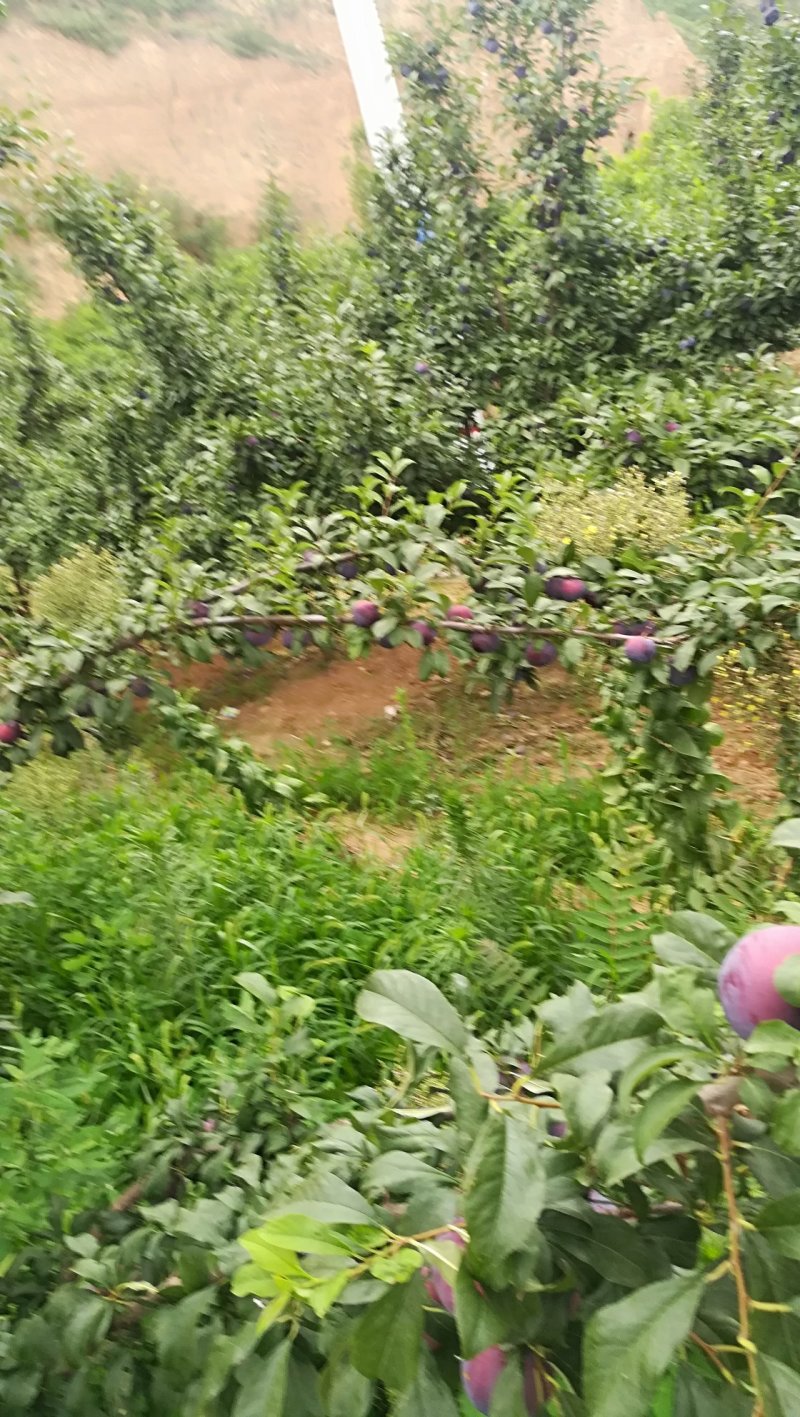 梅李黑巨力