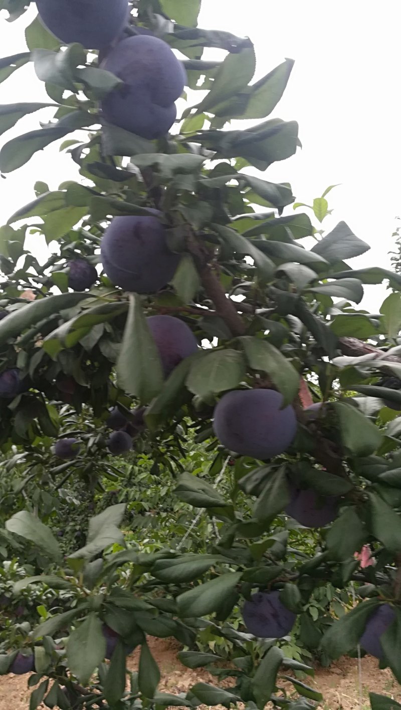 梅李黑巨力
