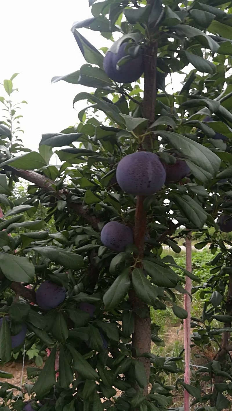 梅李黑巨力