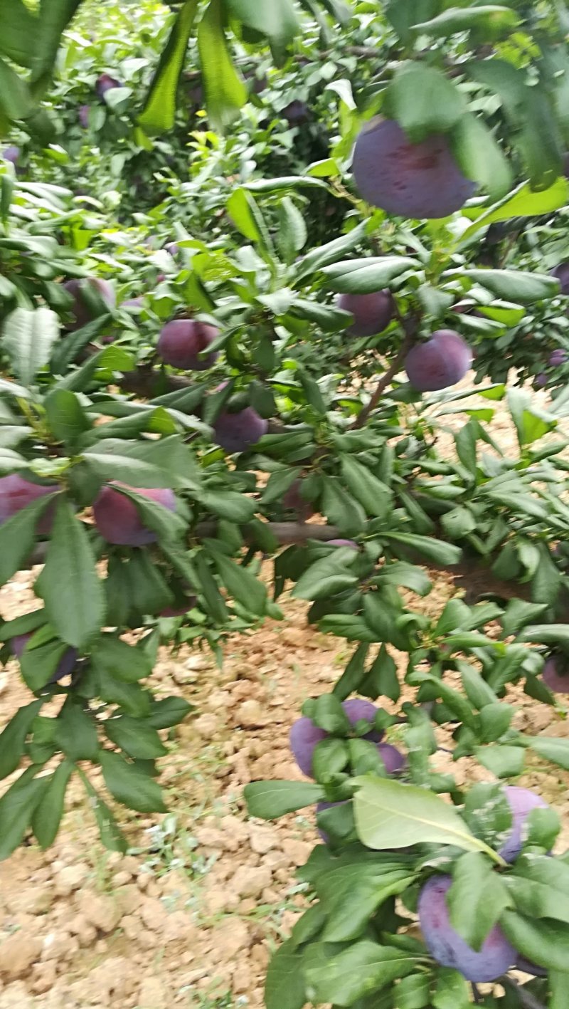 梅李黑巨力