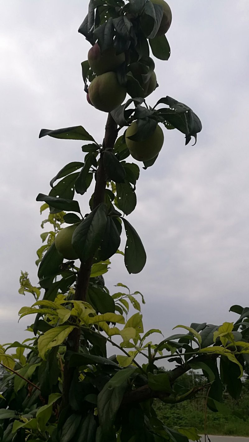 梅李青翠李