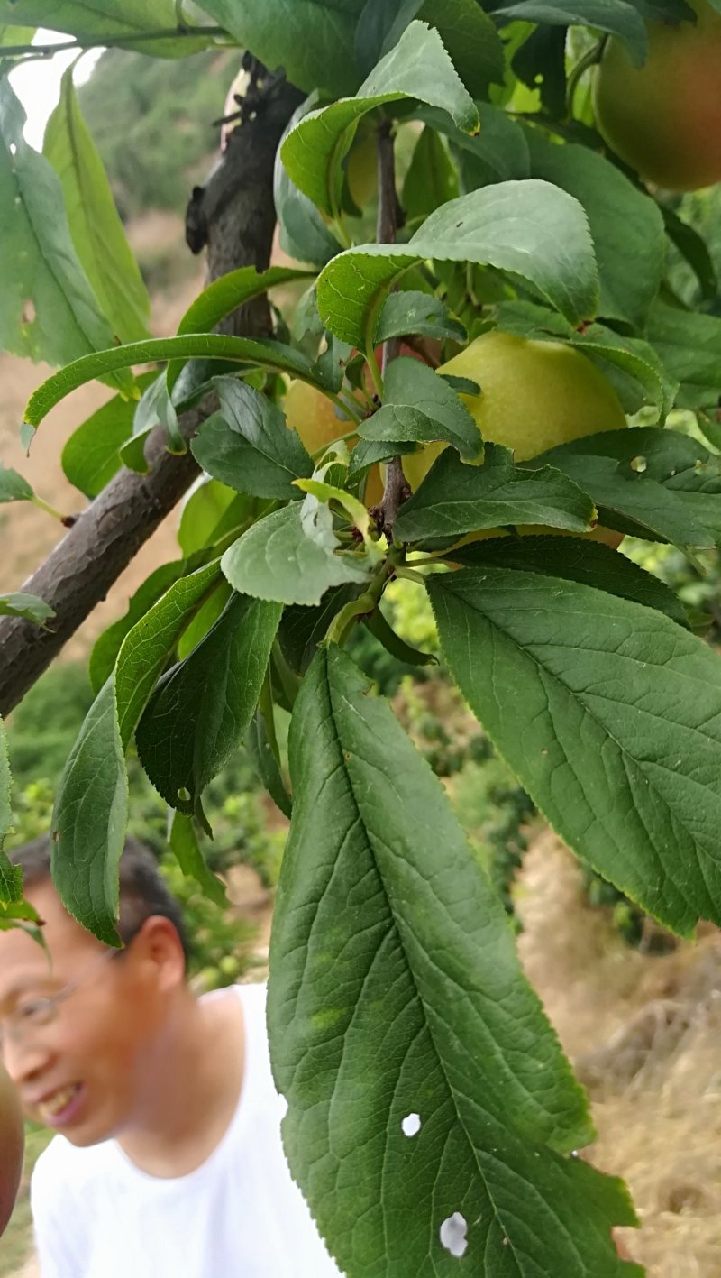 梅李青翠李