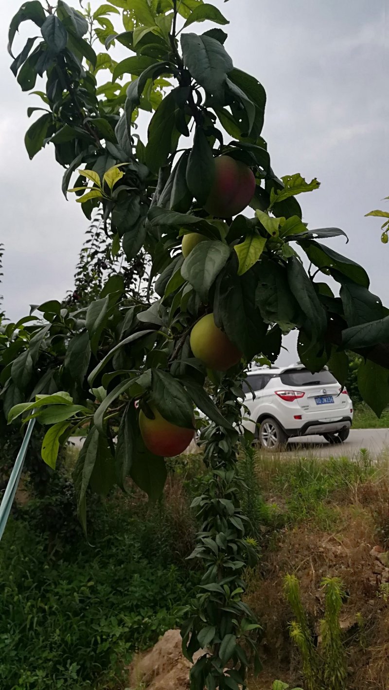 梅李青翠李