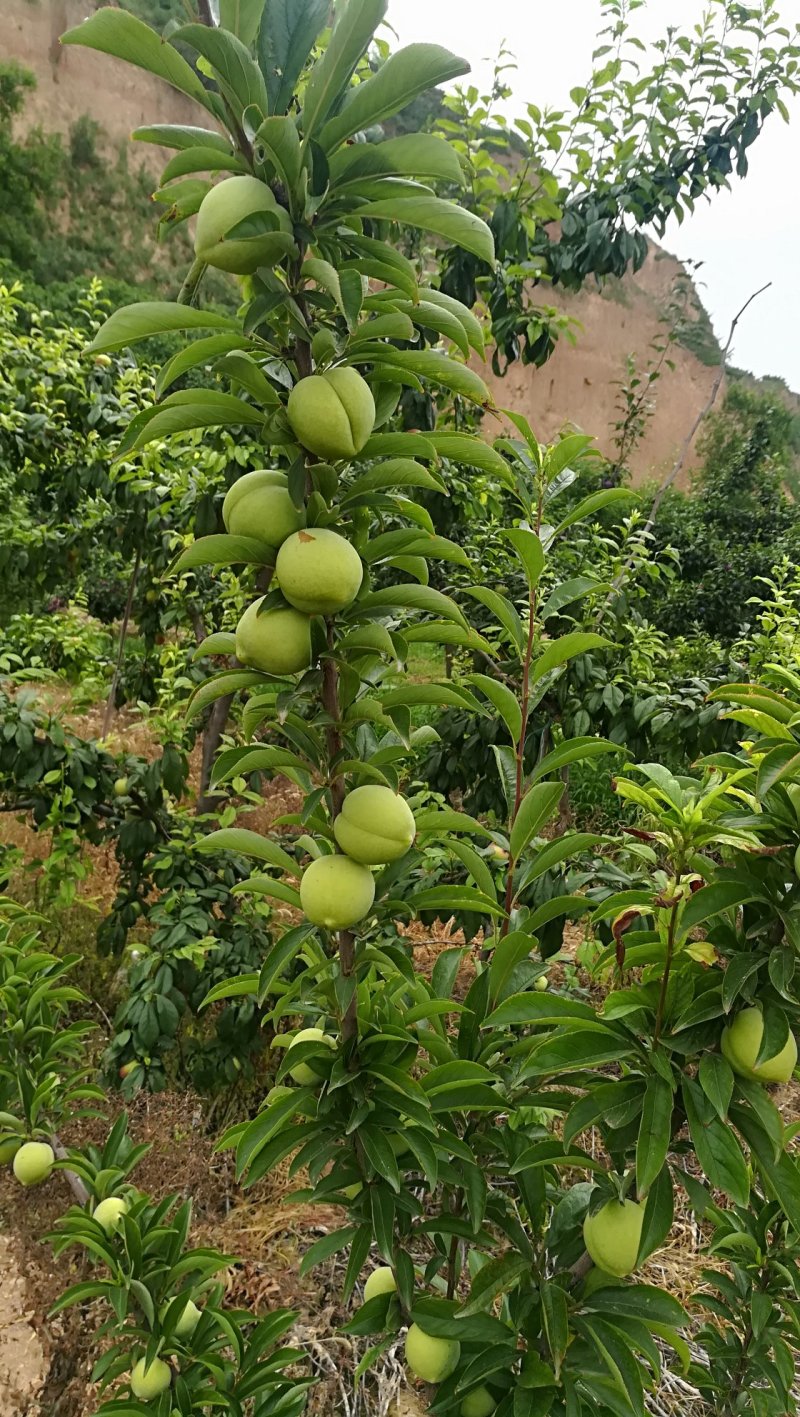 梅李青翠李