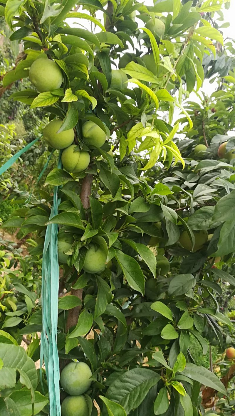 梅李青翠李