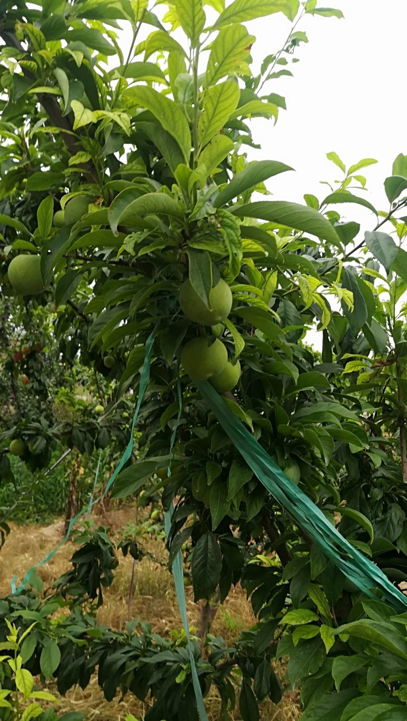 梅李青翠李