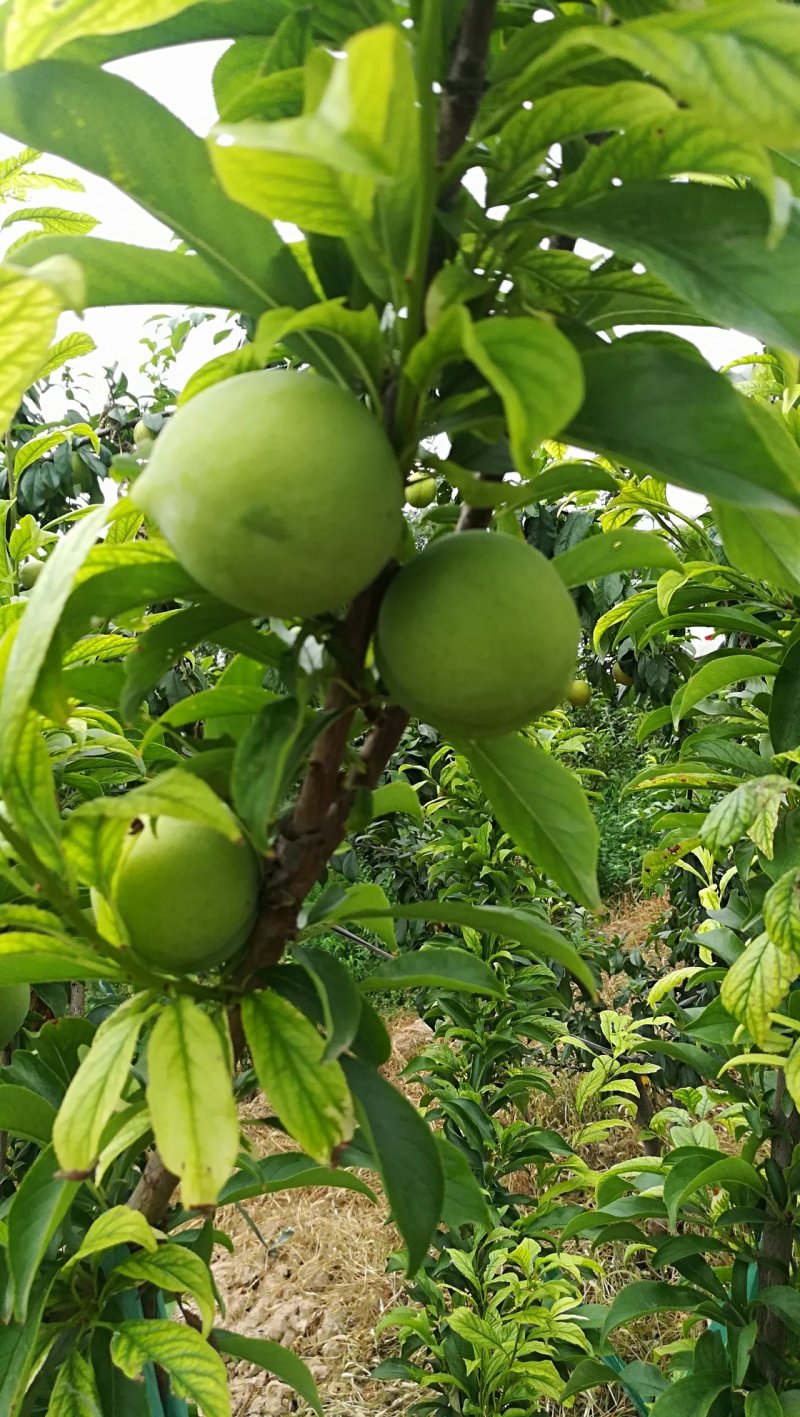 梅李青翠李