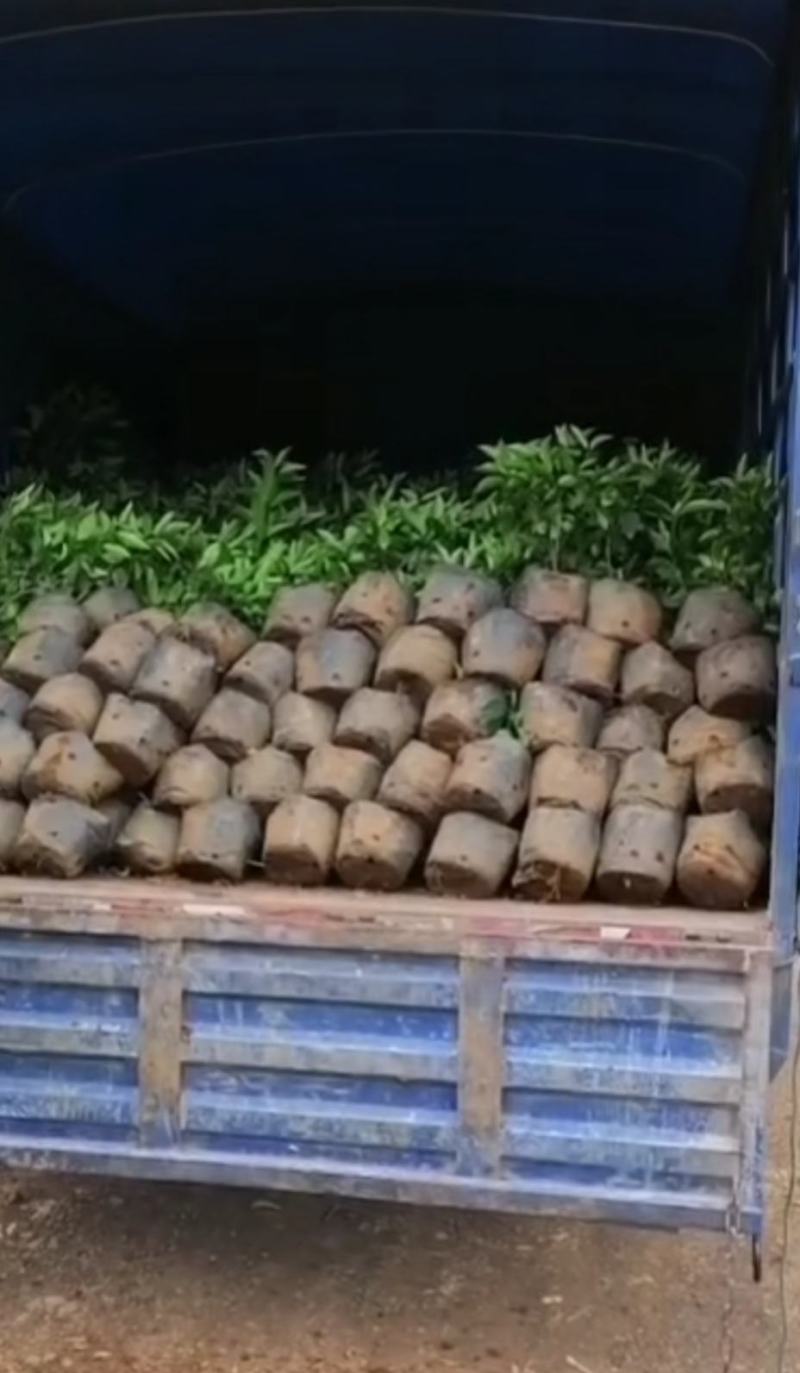 杯苗沃柑杯苗金桔杯苗各品种杯苗批发