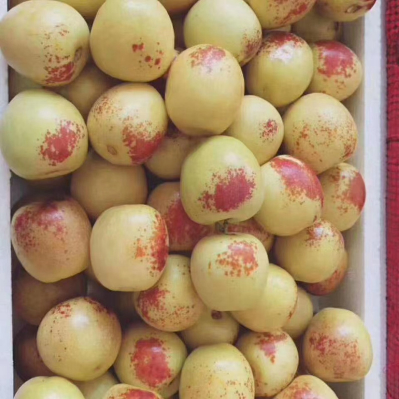 【精品】陕西冬枣价格低，产地批发超市电商可看货