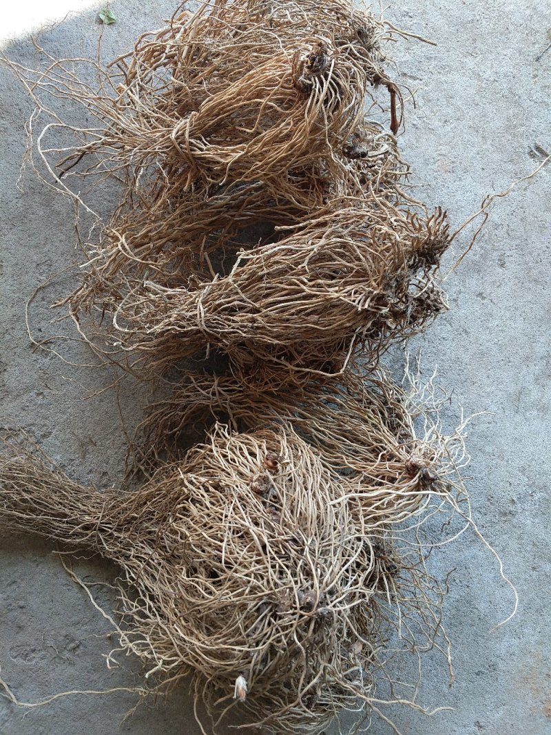 牛尾菜（春根）鲜货须预定