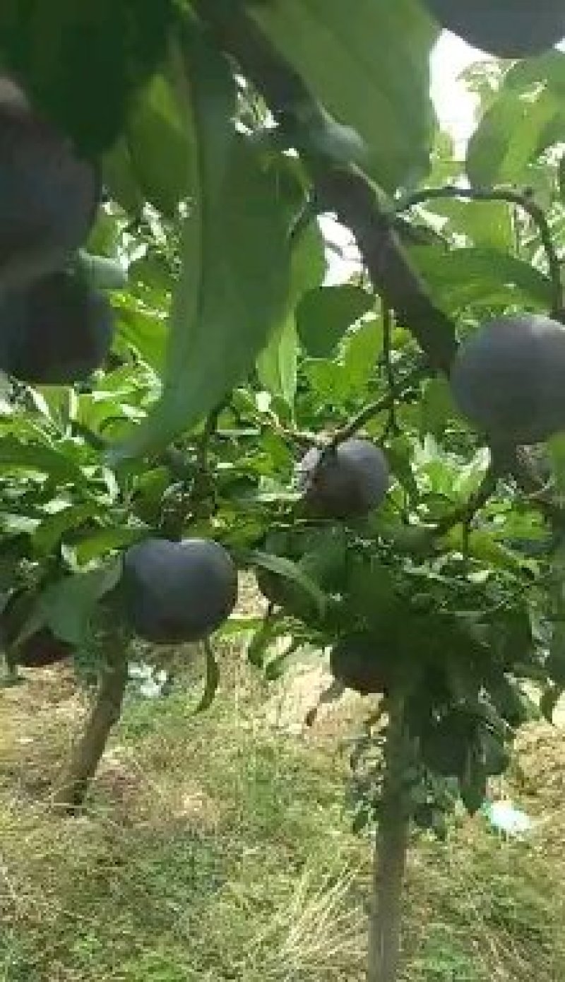 黑总统黑布林李子/金秋红/奥李十四/口感脆甜/可视频看货