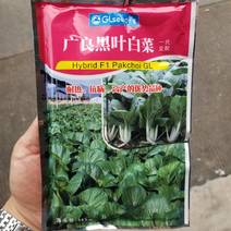 日本武藏野出品，250克广良杂交黑叶白菜种子抗病生长快。