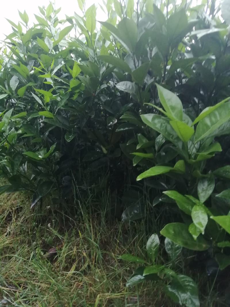 正宗纽荷尔脐橙苗自家果园品种包纯，保真