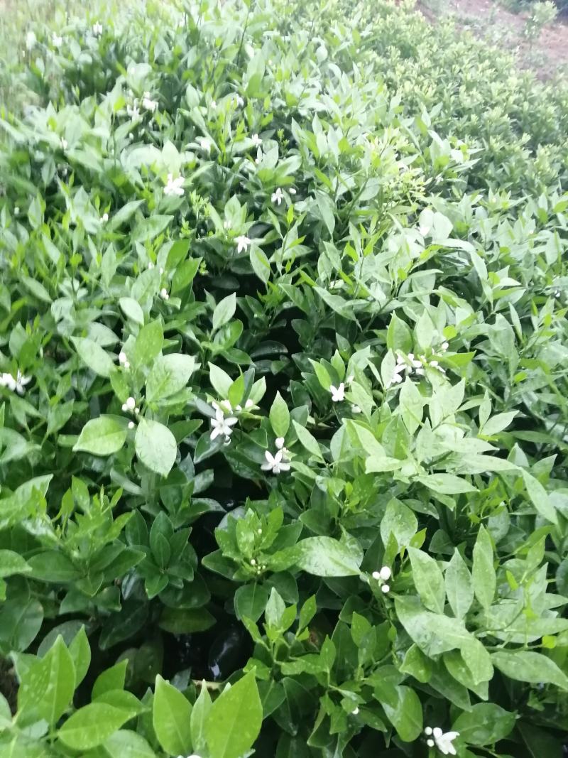 正宗纽荷尔脐橙苗自家果园品种包纯，保真