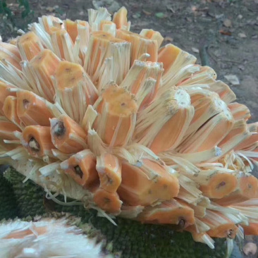 海南红肉菠萝蜜
